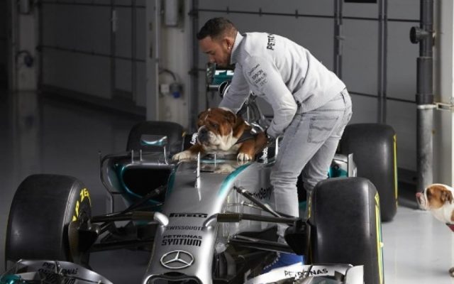 Lewis Hamilton fait congeler le sperme de son chien Roscoe