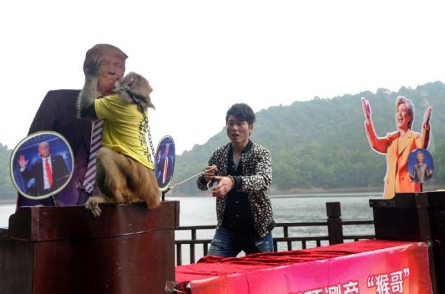 Chine : Comme Paul le poulpe, un singe devin prédit la victoire de Trump