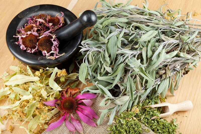 Les 6 meilleures plantes médicinales approuvées par la science