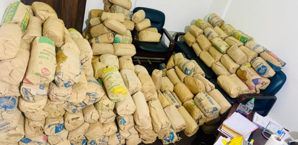 Kaolack: La Douane met la main sur plus de 2 tonnes de chanvre indien
